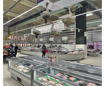 Auchan_Szolnok_Velvet-Style_Beluga_Picture2